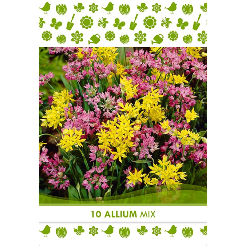 Květinová cibulka česneku ozdobného (Allium Mixed)