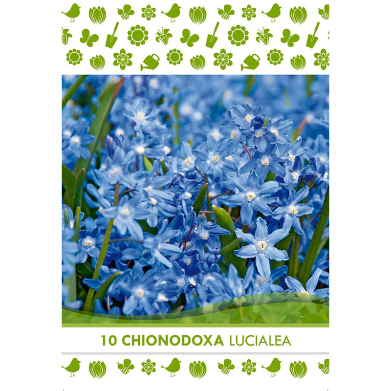 Květinová cibulka ladoňky zářící (Chionodoxa Lucialea)