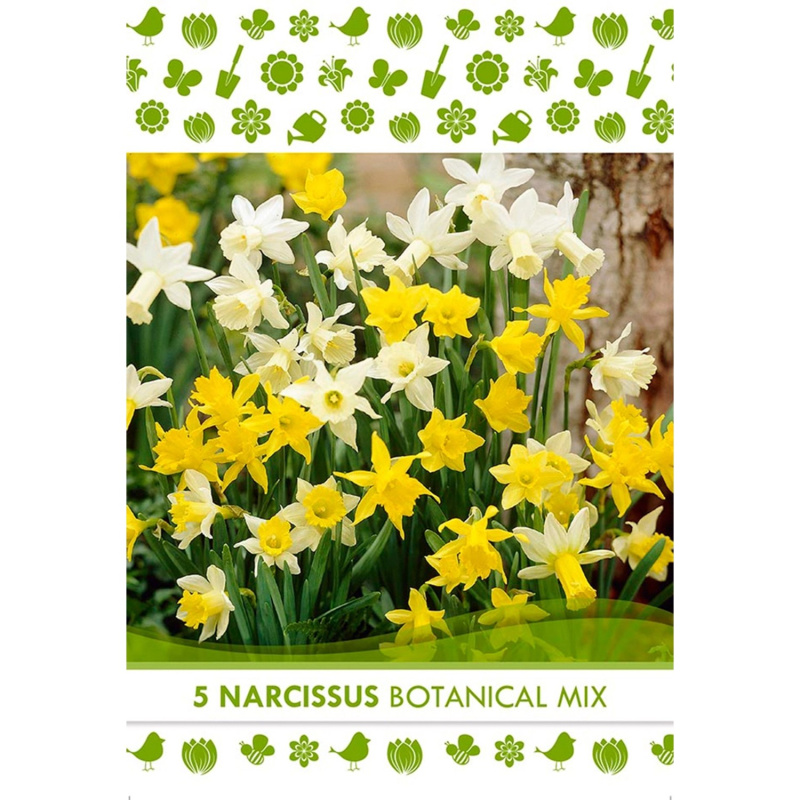 Květinová cibulka narcisu (Narcissus Botanical)