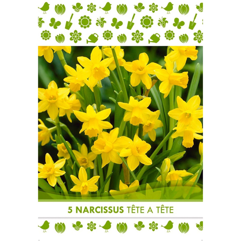 Květinová cibulka narcisu (Narcissus Botanical Tete a Tete)