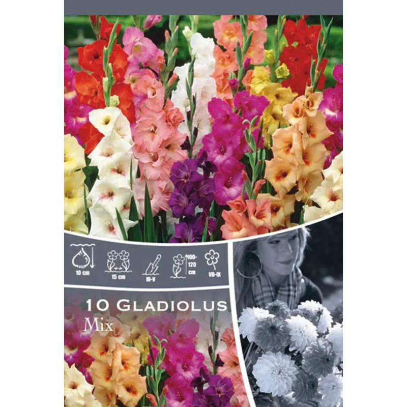 Směs mečíků Grandiflora 1