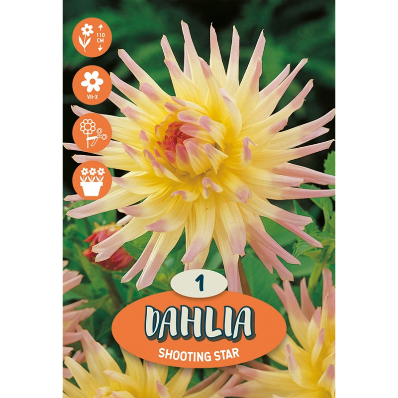 Květinová cibulka Kaktusová jiřina (Dahlia) "Shooting Star", 1 ks