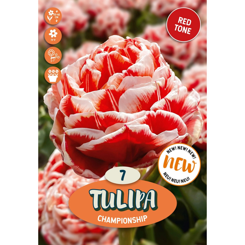 Royal De Ree Holland Květinové cibulky Tulipa Championship 7 ks