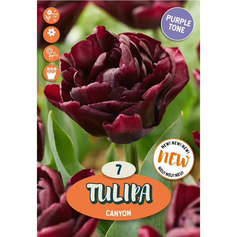 Royal De Ree Holland Květinové cibulky Tulipa Canyon 7 ks
