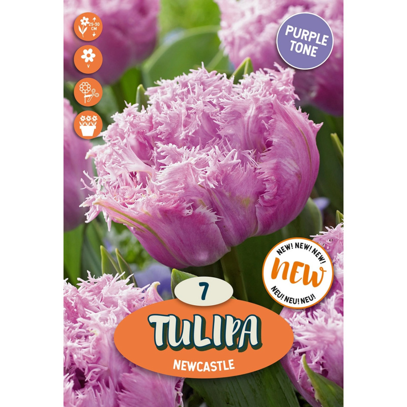 Royal De Ree Holland Květinové cibulky Tulipa Newcastle 7 ks