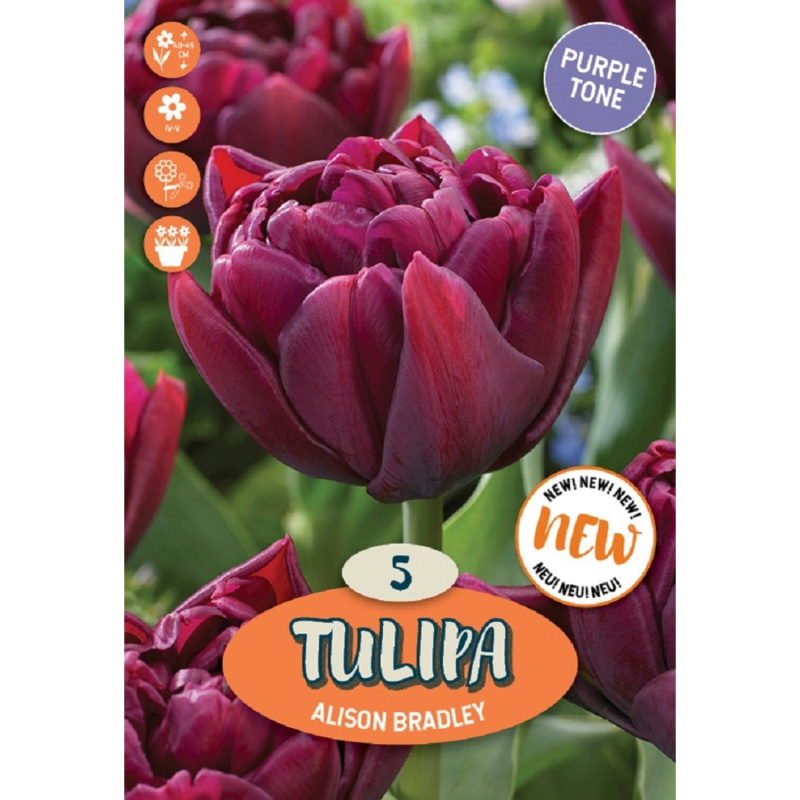 Royal De Ree Holland Květinové cibulky Tulipán Alison Bradley