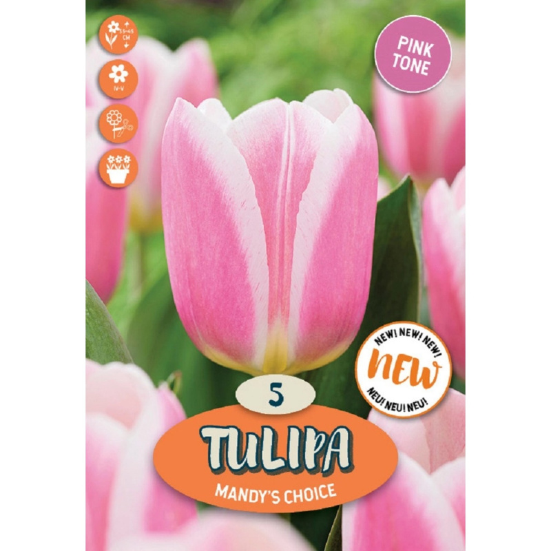 Royal De Ree Holland Květinové cibulky Tulipán Mandy's Choice
