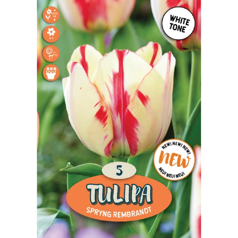 Royal De Ree Holland Květinové cibulky Tulipán Spryng Rembrandt