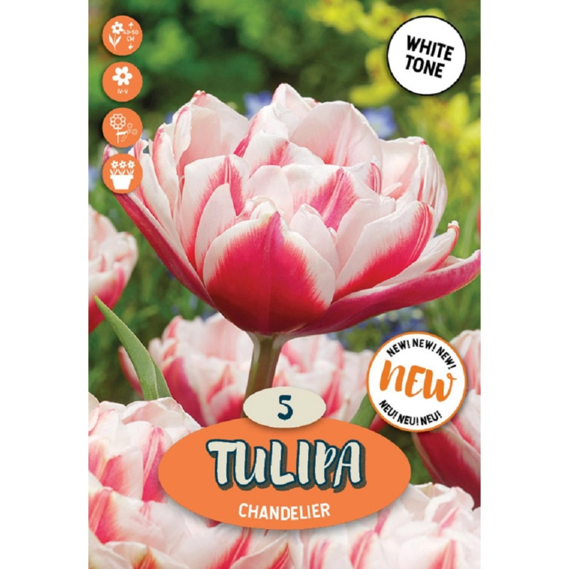 Royal De Ree Holland Květinové cibulky Tulipán Chandelier