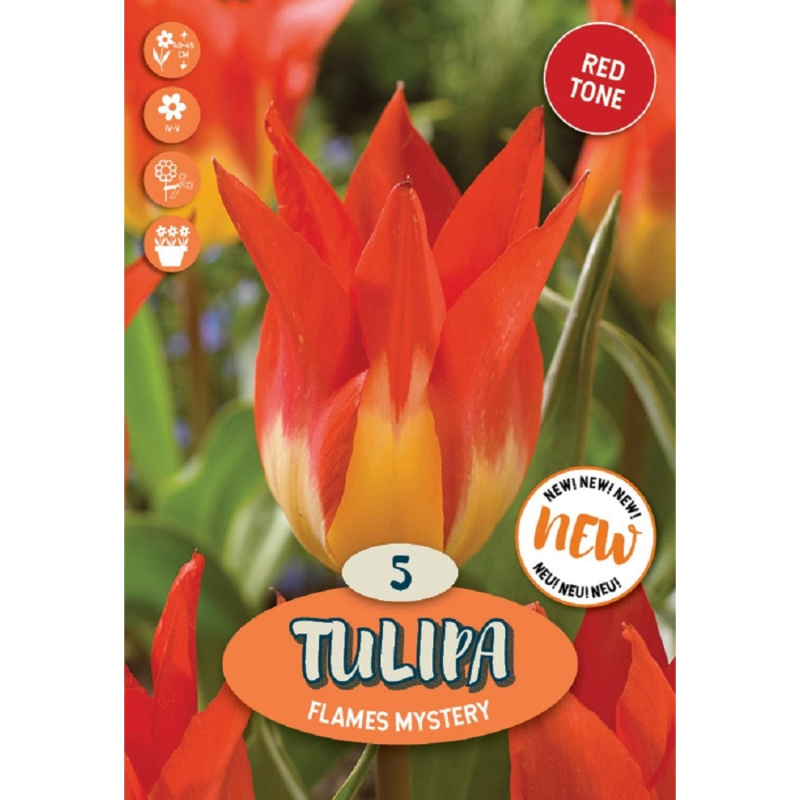Royal De Ree Holland Květinové cibulky Tulipán Flames Mystery