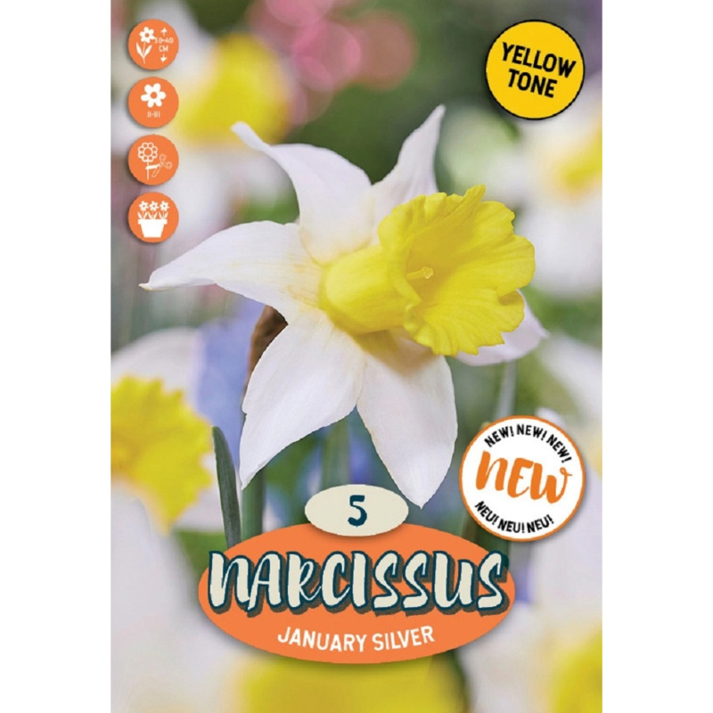 Royal De Ree Holland Květinové cibulky Narcis January Silver