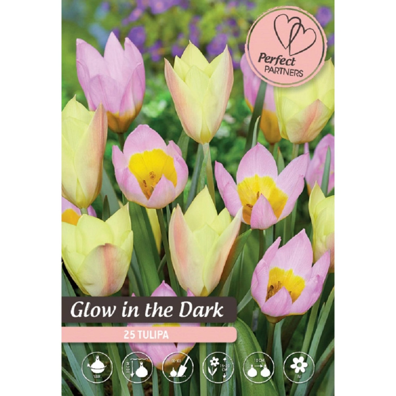 Royal De Ree Holland Květinové cibulky Tulipán Glow in the Dark