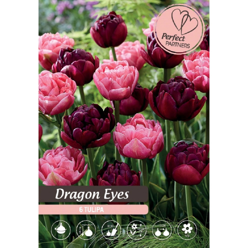 Royal De Ree Holland Květinové cibulky Tulipán Dragon Eyes
