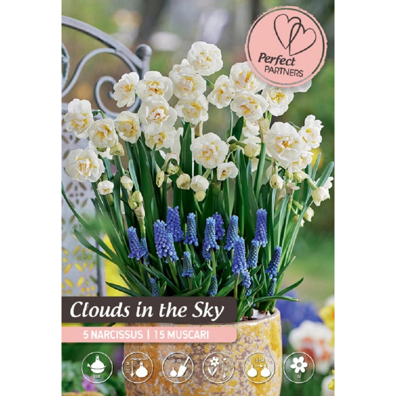 Royal De Ree Holland Květinové cibulky Modřence/narcisy Clouds in the Sky
