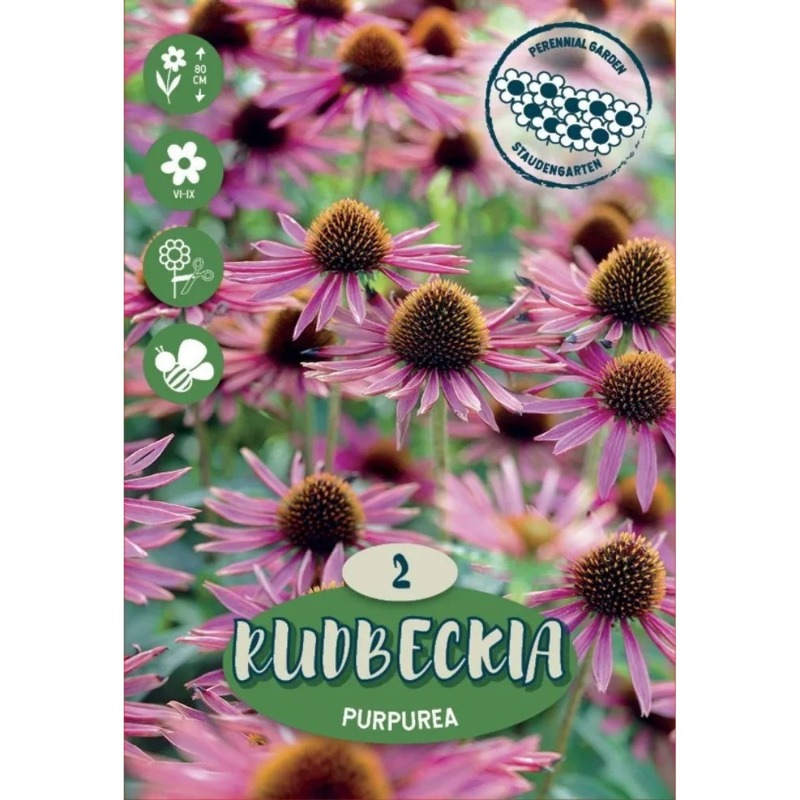 Royal De Ree Holland Květinové cibulky Třapatka nachová