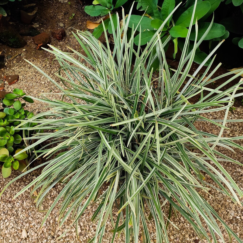 Ostřice variegata č. 55 - Carex variegata