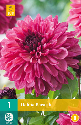 851238/7301 Dahlie Bacardi 1ks