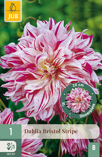 852002/7303 Dahlie Bristol Stripe 1ks