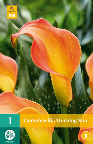 851339/8202 Kala Morning Sun 1ks