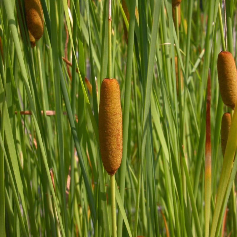 Orobinec sítinovitý č. 29 - Typha laxmannii