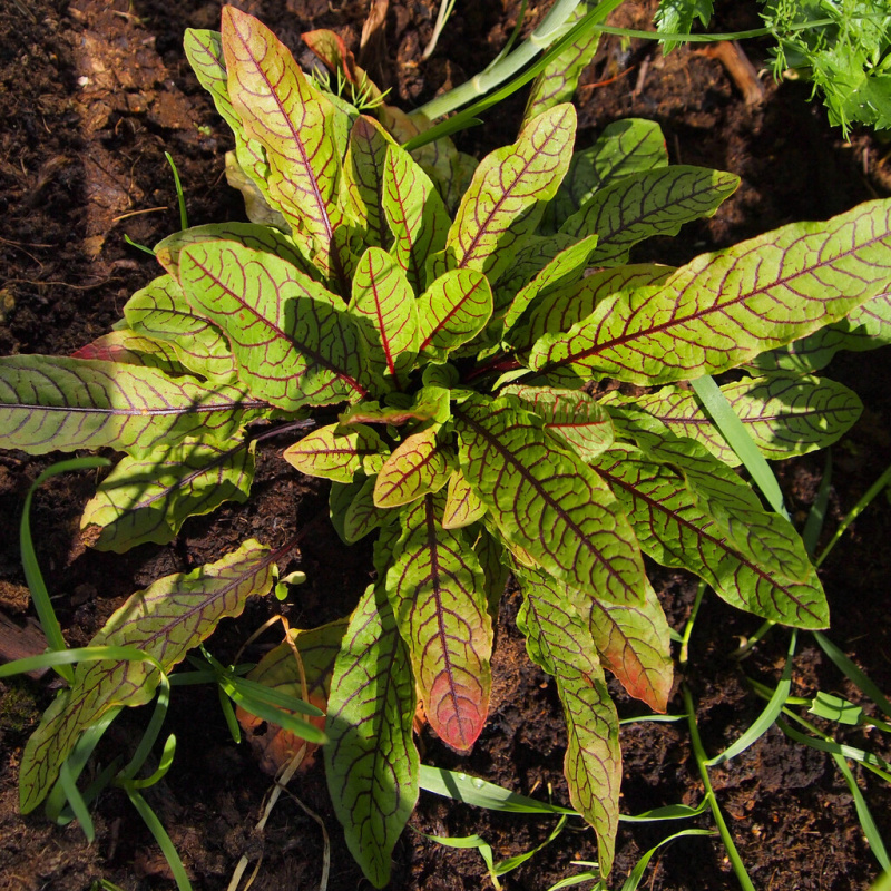Šťovík krvavý č. 25 - Rumex sanguinea
