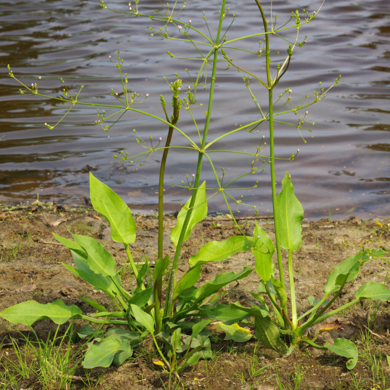 Žabník jitrocelový č. 42 - Alisma plantago