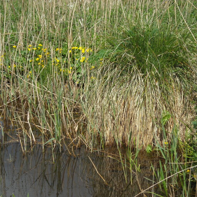 Ostřice latnatá č. 23 - Carex paniculata