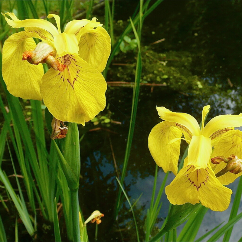Kosatec žlutý č. 5 - Iris pseudacorus