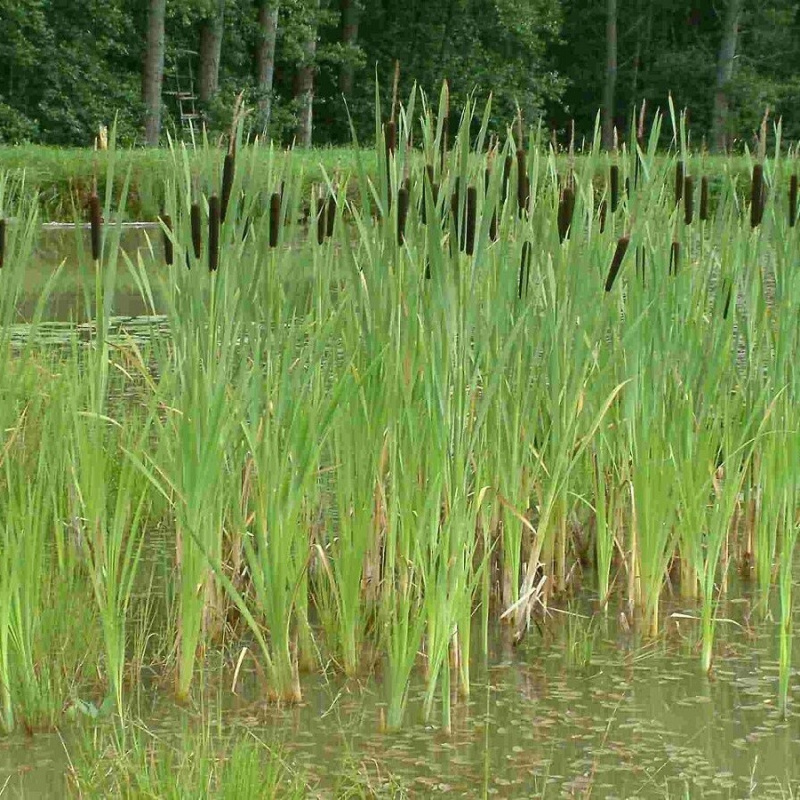 Orobinec širokolistý č. 30 - Typha latifolia