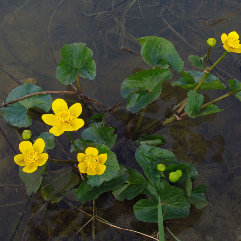 Blatouch bahenní č. 2 - Caltha palustris