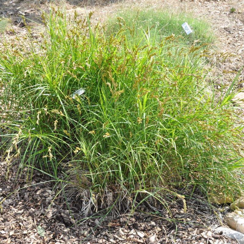 Ostřice muskingumenská č. 21 - Carex muskingumensis
