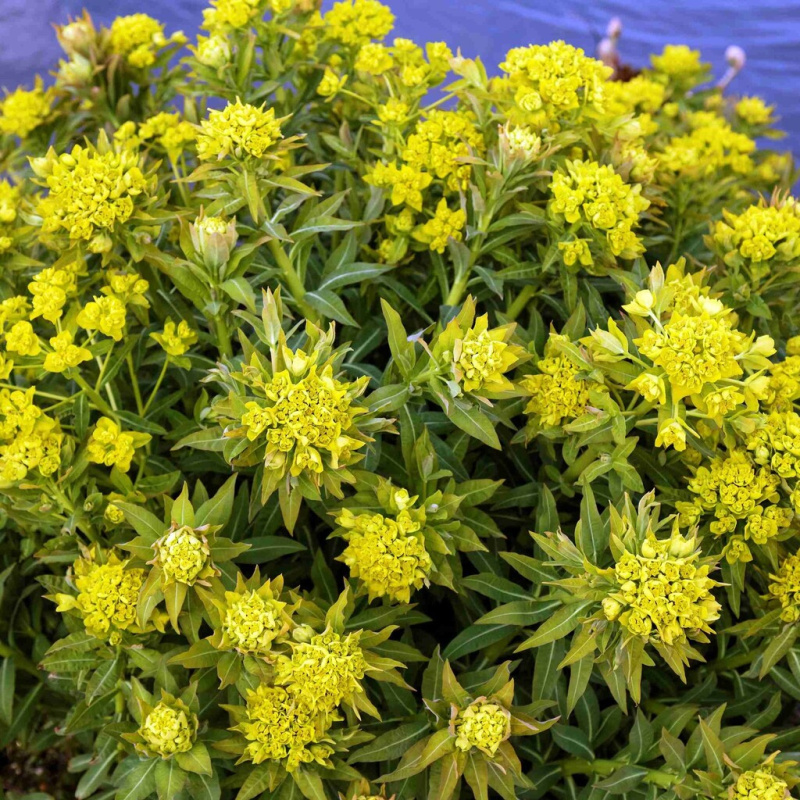 Pryšec bahenní č. 68 - Euphorbia palustris