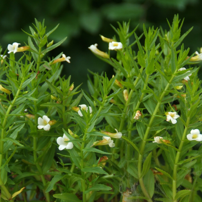 Konitrud lékařský  č. 24 - Gratiola officinalis