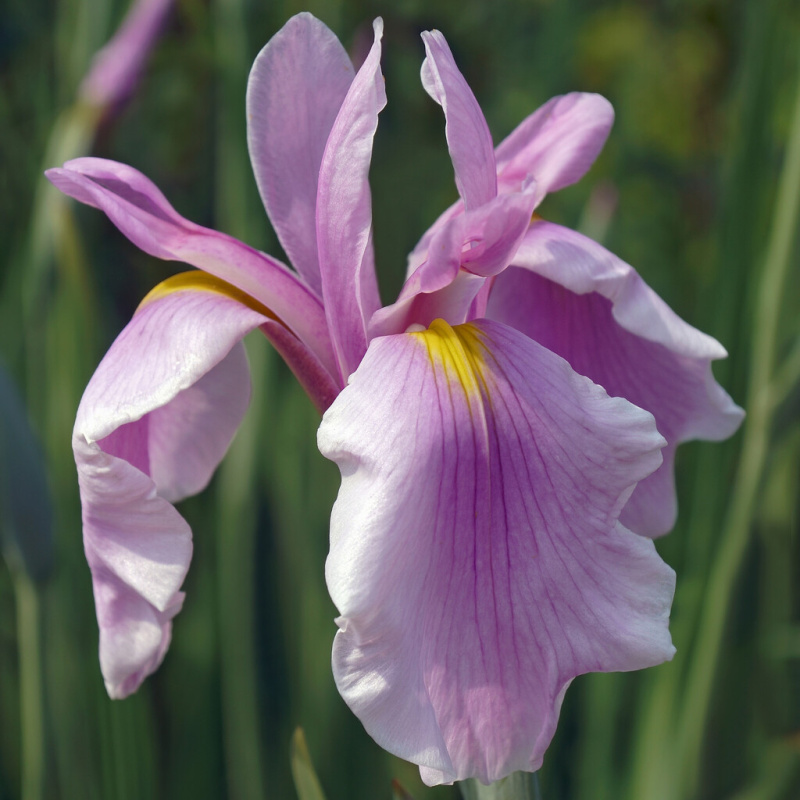 Kosatec růžový č. 8 - Iris leavigata Rose Queen
