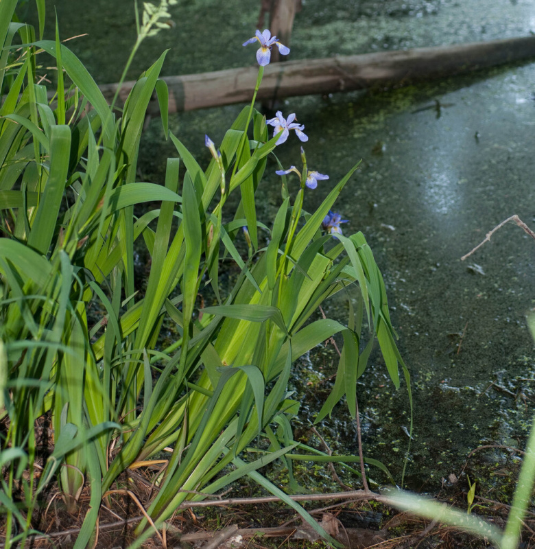 Kosatec různobarevný č. 6 - Iris versicolor