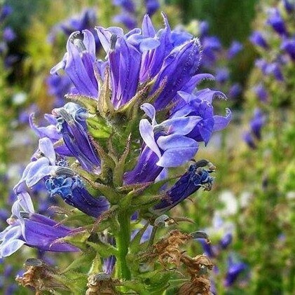Lobelka velká č. 20 - Lobelia syphilitica