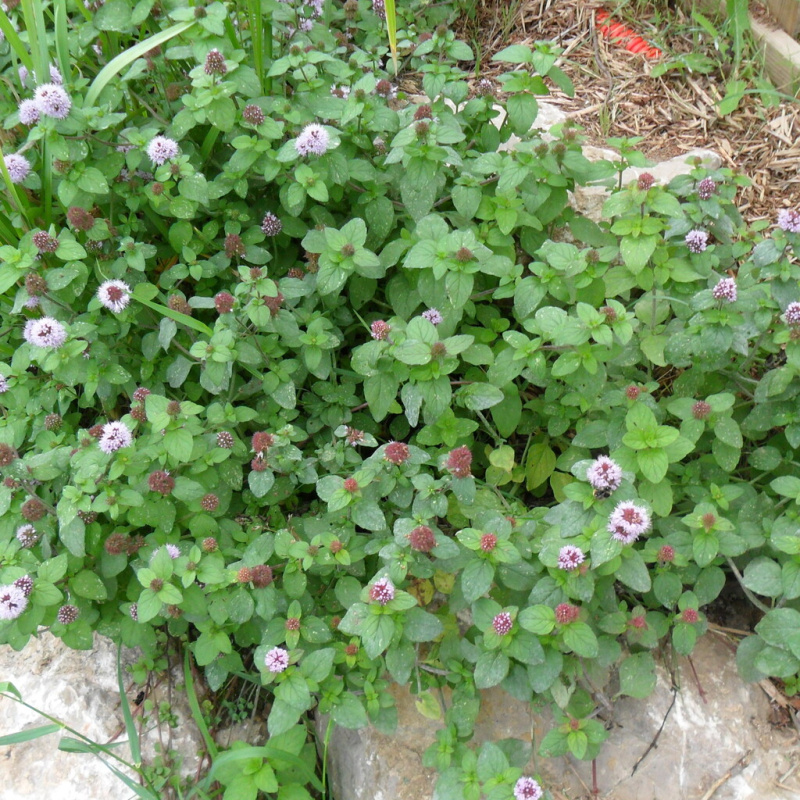 Máta vodní č. 45 - Mentha aquatica