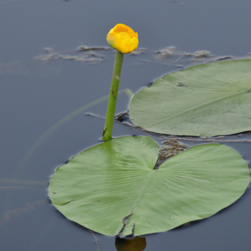 Stulík žlutý č. 66 - Nuphar lutea