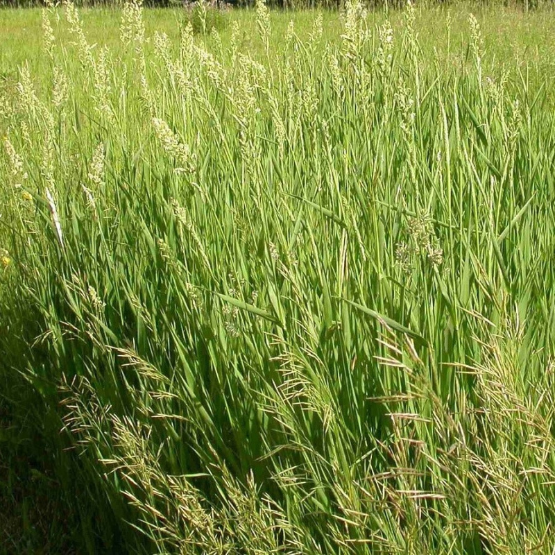 Chrastice rákosovitá č. 17 - Phalaris arundinacea