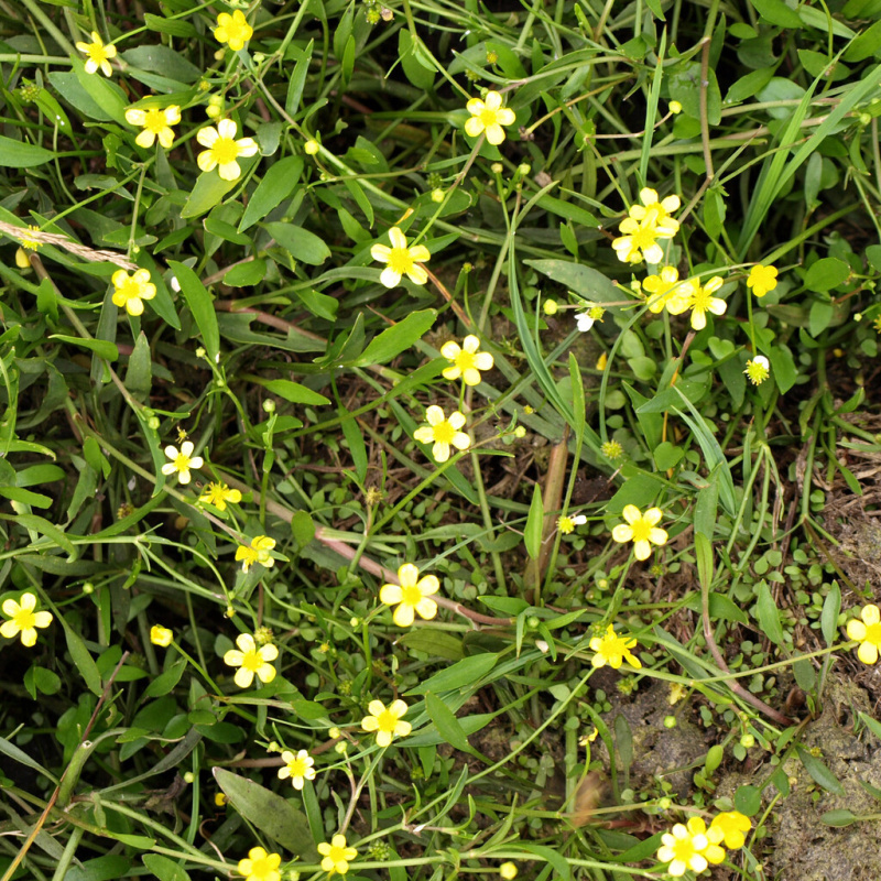 Pryskyřník plamének  č. 53 - Ranunculus flammula