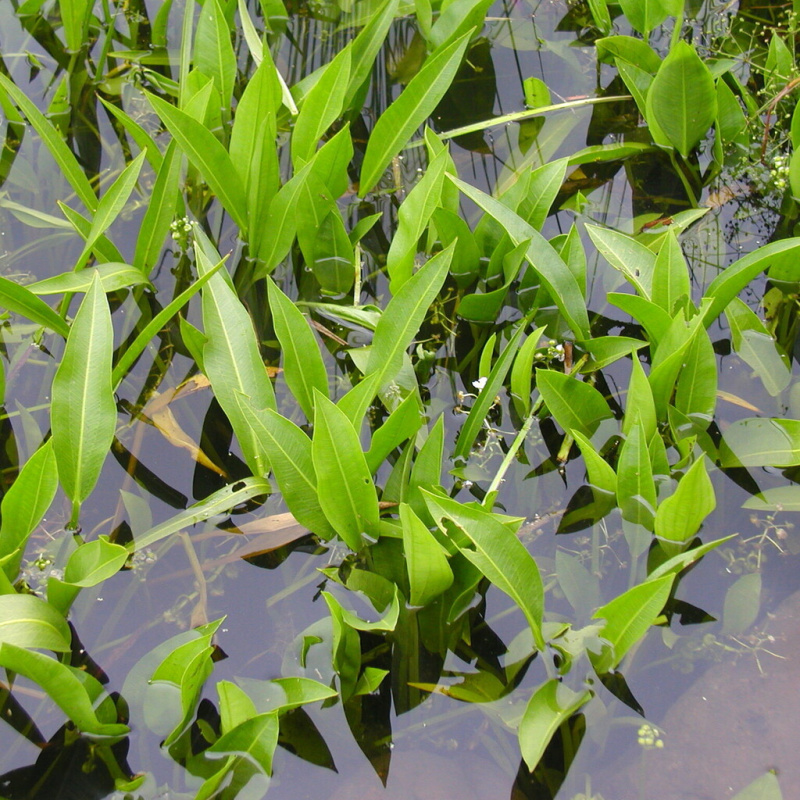 Šípatka širokolistá č. 41 - Sagittaria latifolia