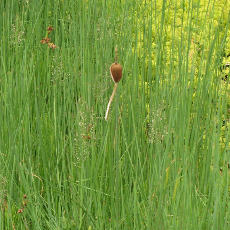 Orobinec nejmenší č. 28 - Typha minima
