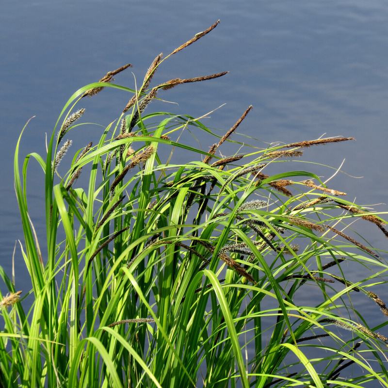 Ostřice ostrá č. 22 - Carex acutiformis