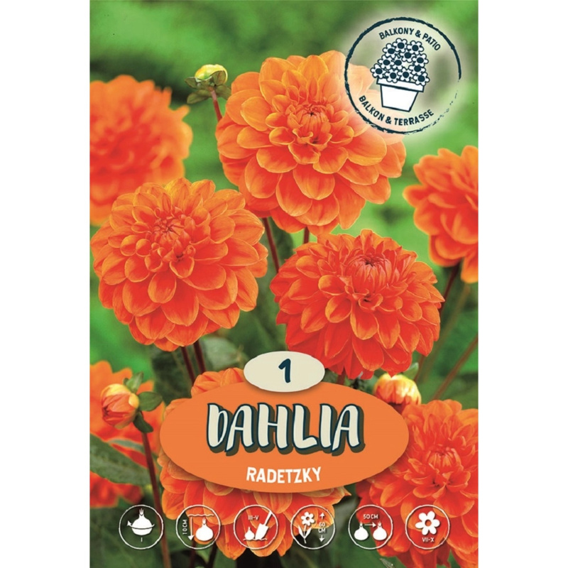 Jiřiny Radetzky červené