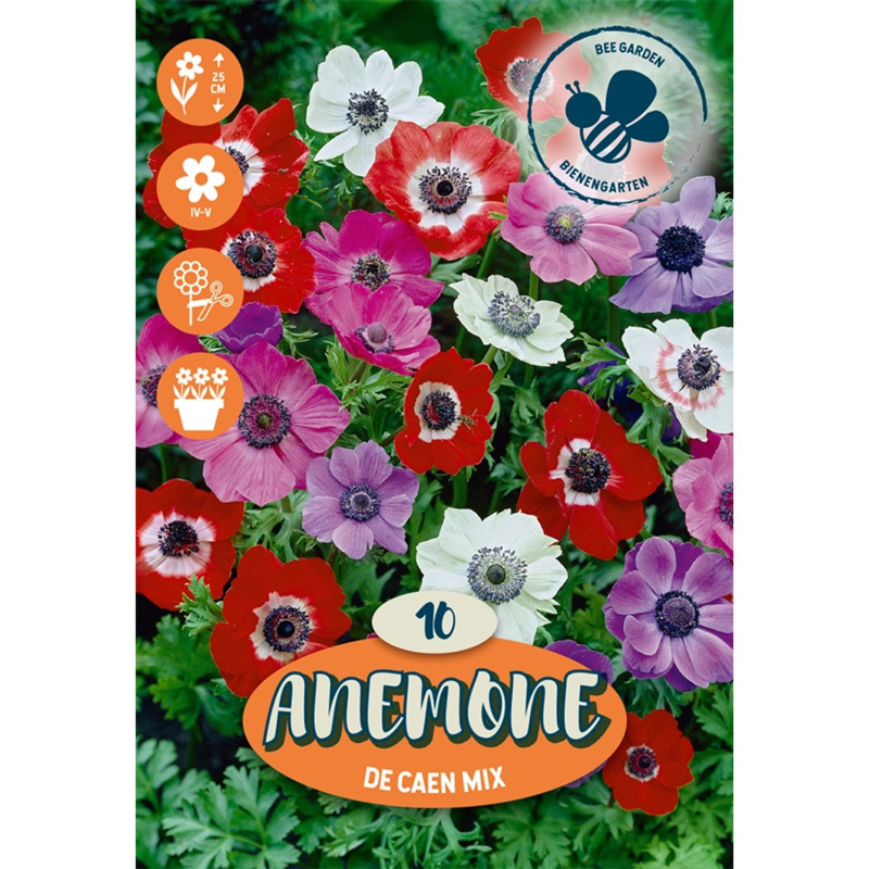 Leucocoryne "Mischung" směs