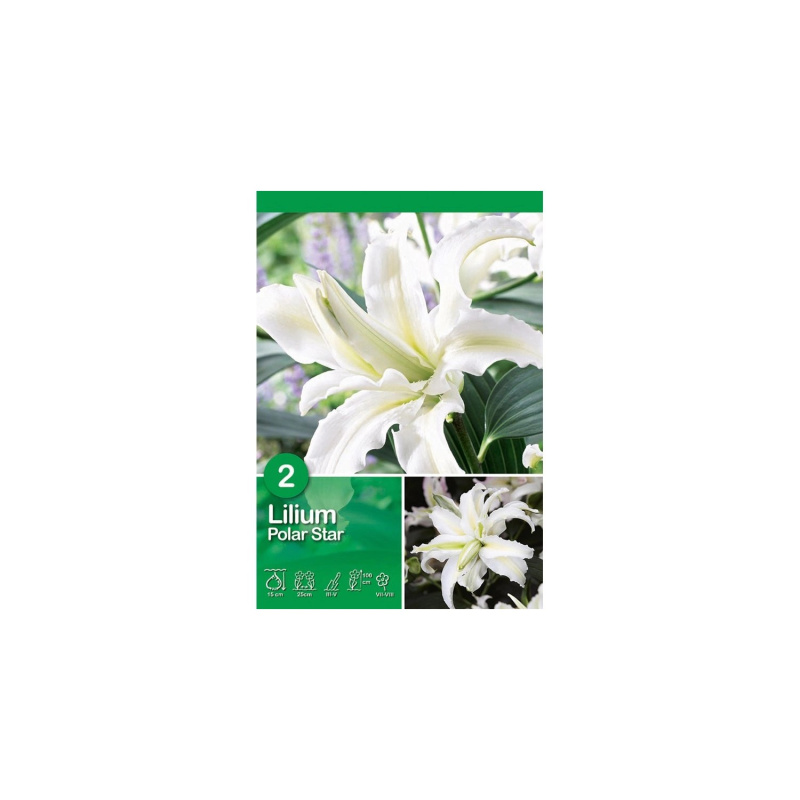 Lilie "Polar Star" bílé