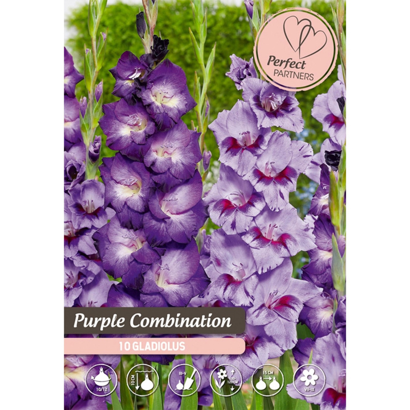 Mečíky "Purpurová směs"