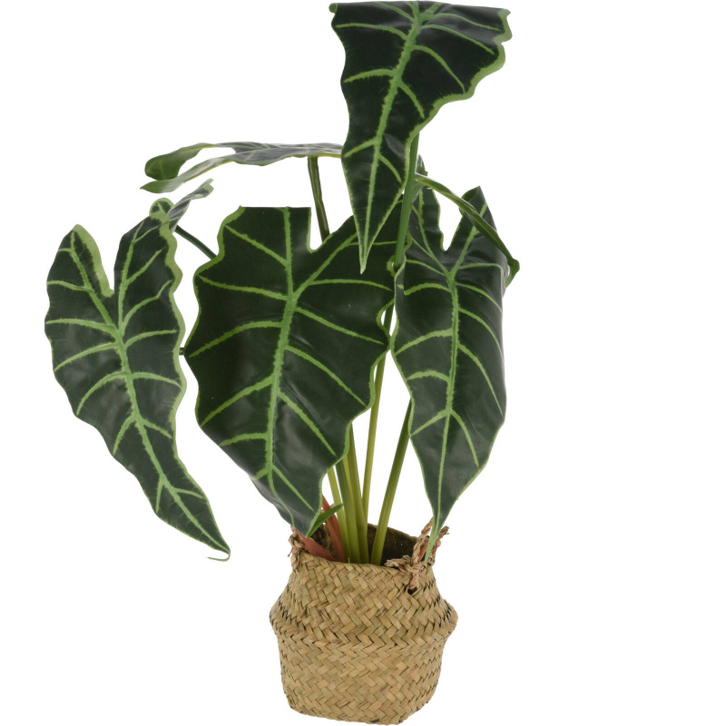 Home Styling Collection Umělá květina v košíku ALOCASIE, 51 cm zelená