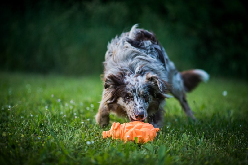 Hračka Multipet Origami Pals chrochtající prase latex 20,5 cm