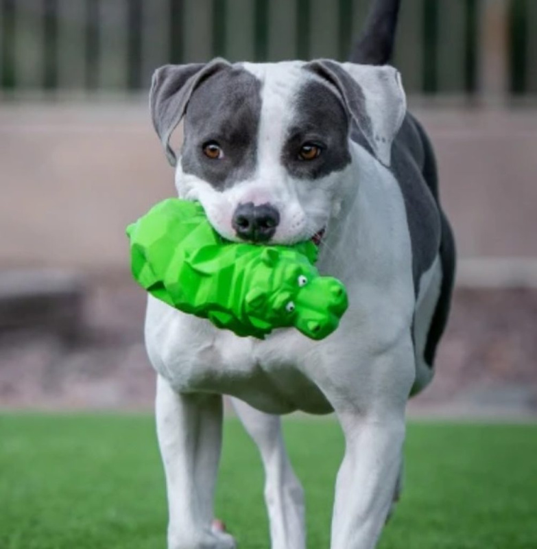 Hračka Multipet Origami Pals chrochtající hroch latex 20,5 cm